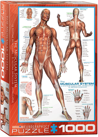 EuroGraphics The Muscular System 1000 pcs Puzzle